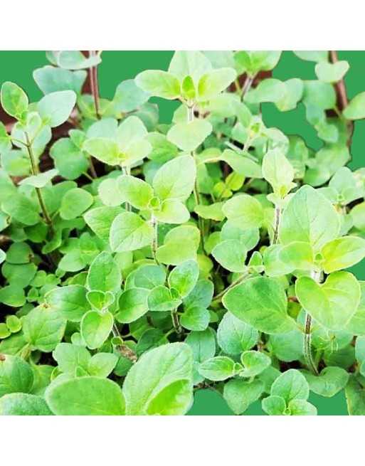 Greek Oregano, Herb Seeds - [ Seed2Go.ca ] - [Seed Packets] - Herb Seeds - 