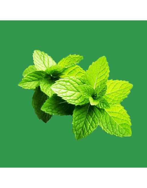 Spearmint Mint, European & Asia Herb, Mint Herb Seeds - [ Seed2Go.ca ] - [Seed Packets] - Mint - 