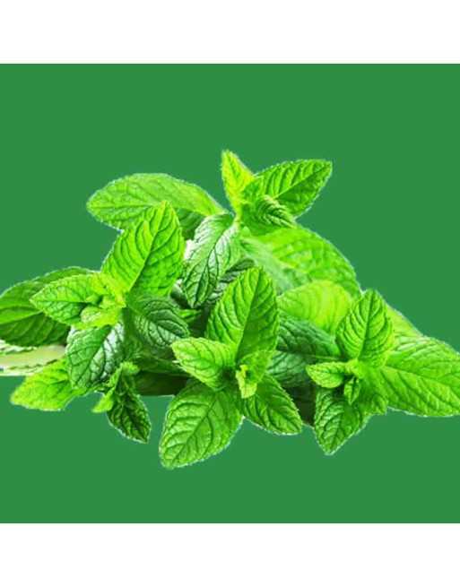 Peppermint Herb Seeds, Mentha x Piperata, The Best Mint, Hot Heat, Spreader - [ Seed2Go.ca ] - [Seed Packets] - Mint - 