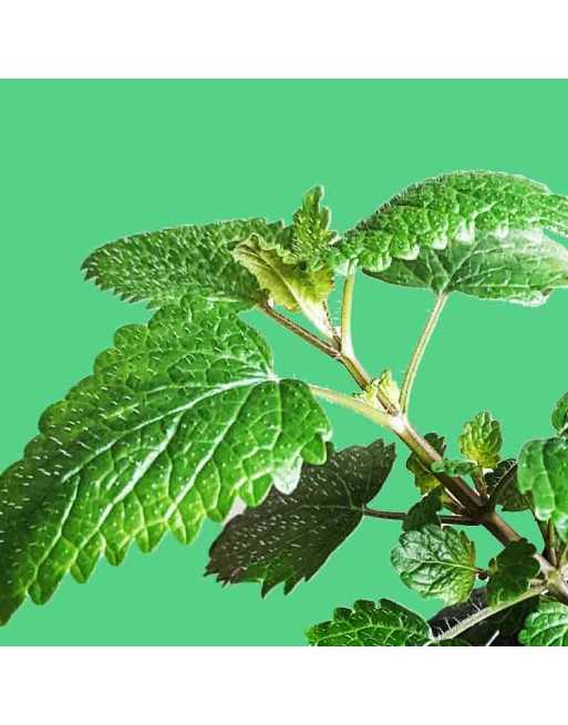 Lemon Balm Mint, Melissa, Lemon Aroma, Mint Herb Seeds - [ Seed2Go.ca ] - [Seed Packets] - Mint - 
