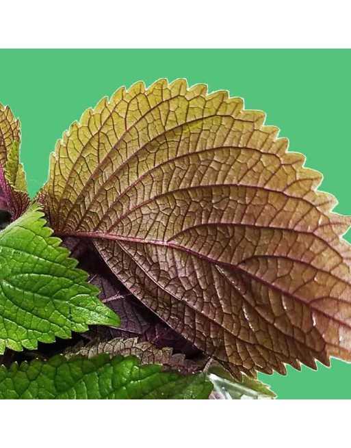 Purple Perilla Shiso Mint, Chinese Mint Basil Seeds - [ Seed2Go.ca ] - [Seed Packets] - Herb Seeds - 