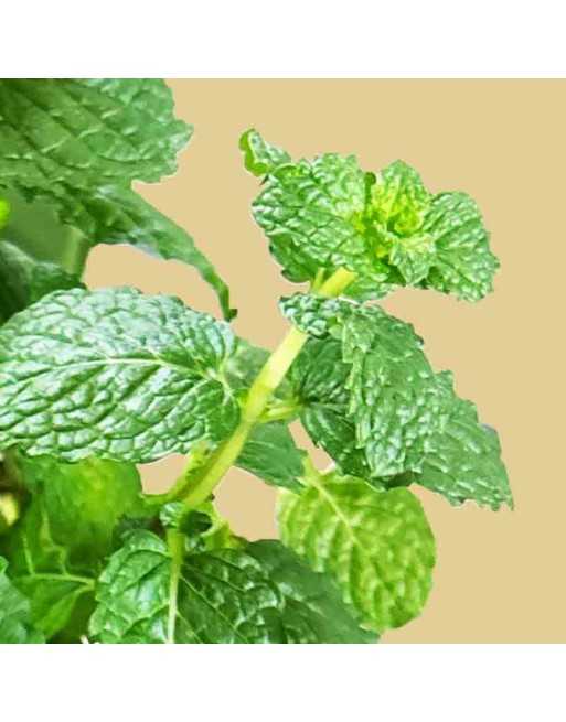 Green Mint Herb, Mentha Spicata, Mojito Mint Herb Seed - [ Seed2Go.ca ] - [Seed Packets] - Mint - 