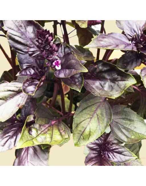 Asian Siam Queen, AAS Winner, Basil Thai Basil, Horapha, Hung Que Herb Seeds - [ Seed2Go.ca ] - [Seed Packets] - Herb Seeds - 