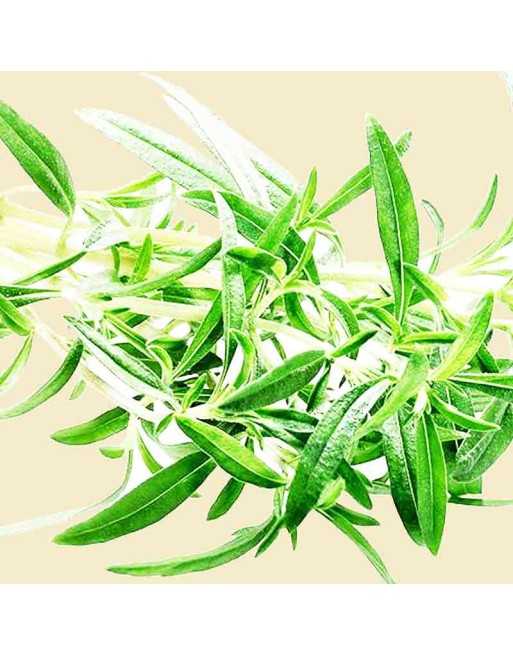 Summer Savory Herb Seeds, Satureja Hortensis - [ Seed2Go.ca ] - [Seed Packets] - Summer Savory - 