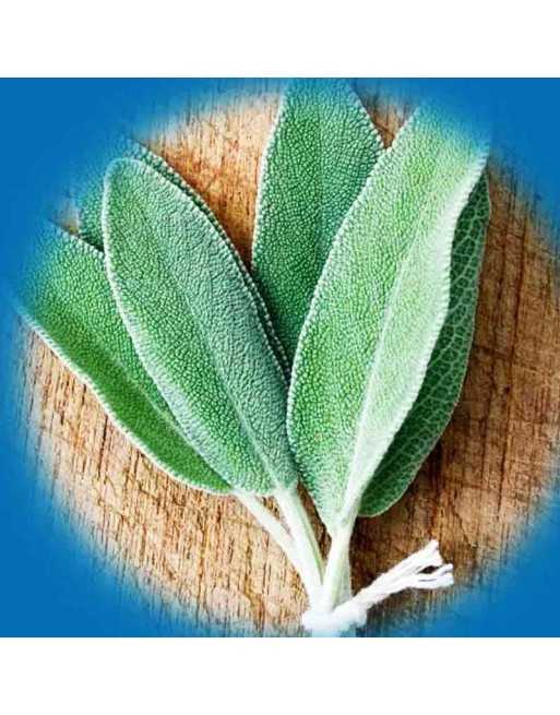Sage Herb Seeds, Ornamental Leaves & Flowers - [ Seed2Go.ca ] - [Seed Packets] - Herb Seeds - 