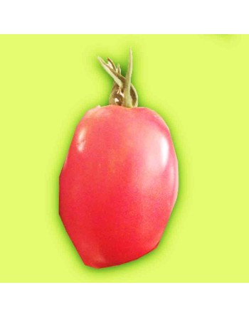 Amish Paste, Gigantic Roma Tomato, Organic, Bush Tomato Seeds - [ Seed2Go.ca ] - [Seed Packets] - Tomato Seeds - 