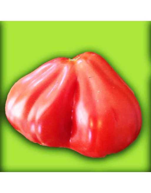 Periforme Abruzzese, Pera d'Abruzzo, Red Pear Tomato, Paste Tomato, Italian Heritage - [ Seed2Go.ca ] - [Seed Packets] - Tomato 