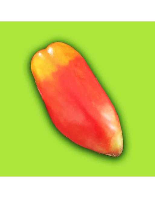 Polish Linguisa, Elongated Paste Tomato Seeds,  Poland - [ Shop Canadian Seeds Online ]  - Tomato Seeds - 