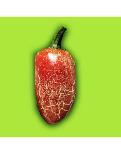 Jalapeño Traveler Pepper, High Yielding, Green Chili,  Pepper Seeds - [ Shop Canadian Seeds Online ]  - Pepper Seeds - 