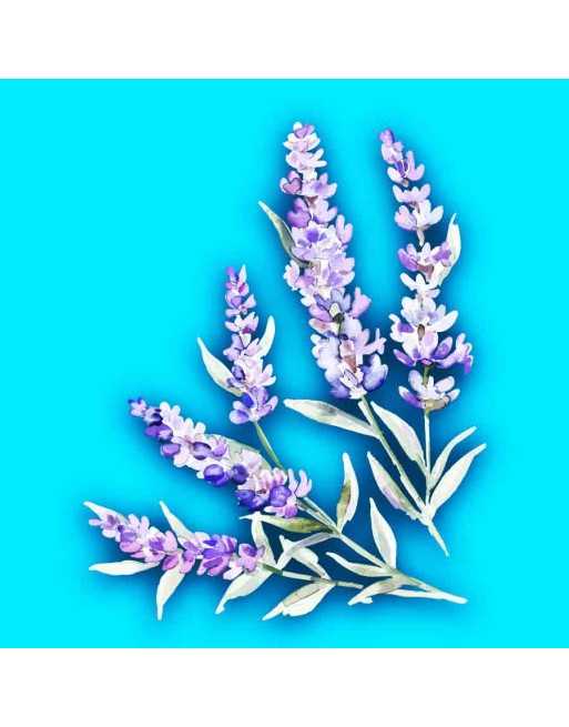 Vera Lavender Herb, English, Lavender Herb Seeds - [ Seed2Go.ca ] - [Seed Packets] - Herb Seeds - 