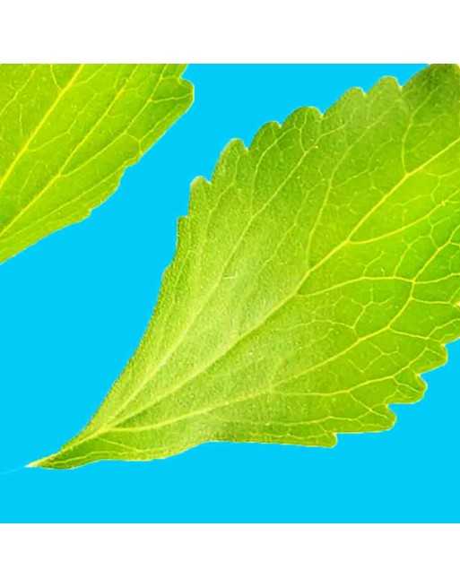 Stevia Candy Leaf, Organic Herb, Paraguay, Stevia Herb Seeds - [ Seed2Go.ca ] - [Seed Packets] - Herb Seeds - 