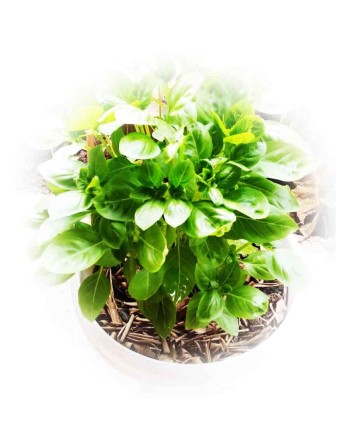 AAS Winner, Dolce Fresa Basil, Ocimum Basilicum, Genovese Type, Mediterranean, Basil Herb Seeds - [ Seed2Go.ca ] - [Seed Packets