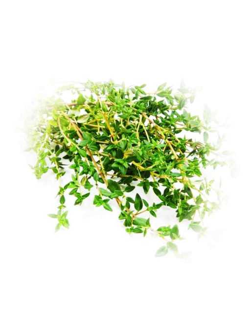 German Winter Thyme Herb, Herb Seeds - [ Seed2Go.ca ] - [Seed Packets] - Herb Seeds - 