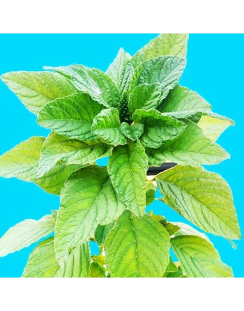 Organic Jamaican Callaloo Leaf Callaloo Amaranth, Jamaican Callaloo Seeds, Caribbean - [ Shop Canadian Seeds Online ]  - Amarant