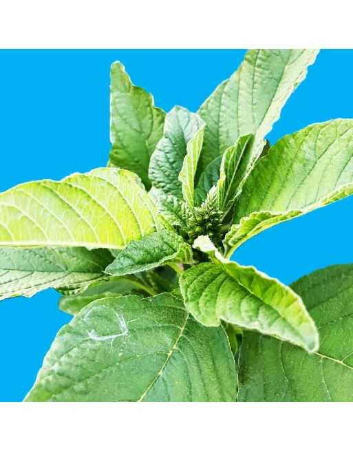 Organic Jamaican Callaloo Leaf Callaloo Amaranth, Jamaican Callaloo Seeds, Caribbean - [ Shop Canadian Seeds Online ]  - Amarant