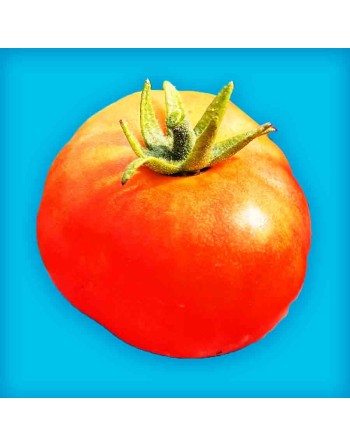 Marglobe Supreme Tomato Seeds, Classic Marvel & Globe - [ Shop Canadian Seeds Online ]  - Tomato Seeds - 