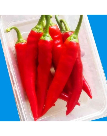 Sucette de Provence Chili Pepper, Cousin of Espelette, France, Pepper Seeds - [ Shop Canadian Seeds Online ]  - Pepper Seeds - 