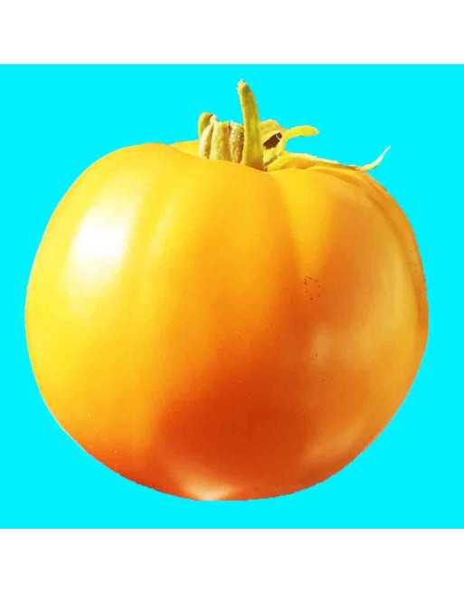 Golden Jubilee Tomato, Large & Delicious Tomato, 30 Seeds - [ Shop Canadian Seeds Online ]  - Tomato Seeds - 