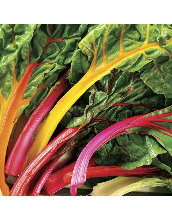 Smooth Green Leaf Swiss Chard, Liscia Verde Da Taglio - [ Garden Seeds, Seed2Go.ca] - V-SGL - Swiss Chard