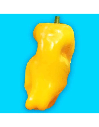 Petit Marseillais Sweet Pepper, French Cuisine Favorite, Pepper Seeds - [ Seed2Go.ca ] - [Seed Packets] - Pepper Seeds - 