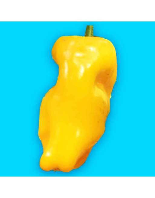 Petit Marseillais Sweet Pepper, French Cuisine Favorite, Pepper Seeds - [ Seed2Go.ca ] - [Seed Packets] - Pepper Seeds - 