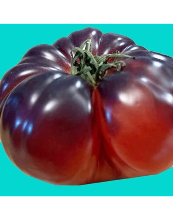 Black Prince Tomato Seeds, Organic, Russian - [ Shop Canadian Seeds Online ]  - Tomato Seeds - 