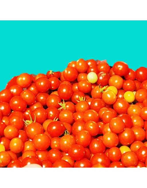 Candyland Cherry Tomato, AAS Winner, Tomato Seeds - [ Seed2Go.ca ] - [Seed Packets] - Grape & Cherry Tomatoes - 
