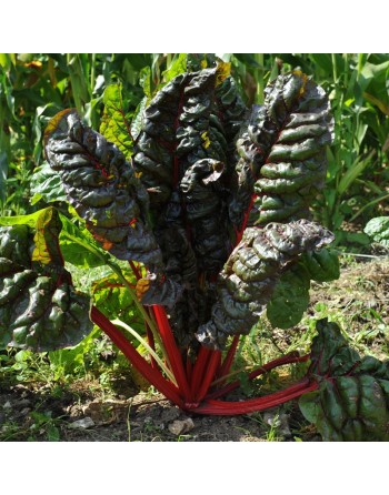 Red Rhubarb Swiss Chard - [ Garden Seeds, Seed2Go.ca] - V-RRS - Swiss Chard