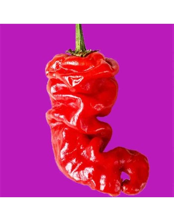 Shar-Pei Zou-Pi Wrinkled Pepper, Hot Pepper Seeds, Southern Chinese Pepper - [ Shop Canadian Seeds Online ]  - Pepper Seeds - 