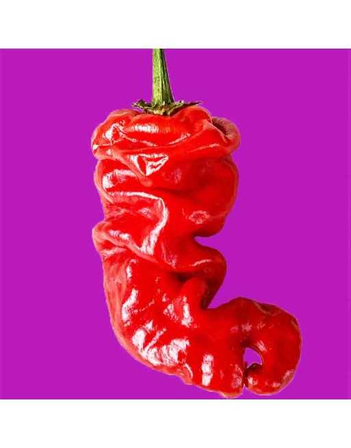 Shar-Pei Zou-Pi Wrinkled Pepper, Hot Pepper Seeds, Southern Chinese Pepper - [ Shop Canadian Seeds Online ]  - Pepper Seeds - 