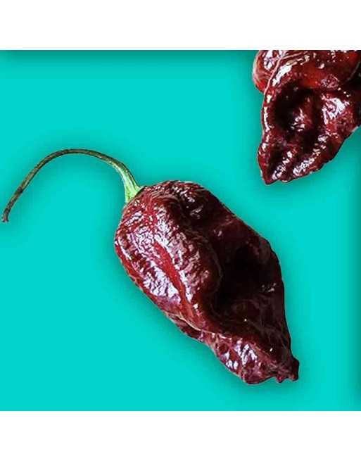 Trinidad Douglah & Chocolate 7 Pot Pepper, Trinidad & Tobago,  Pepper Seeds - [ Shop Canadian Seeds Online ]  - Pepper Seeds - 