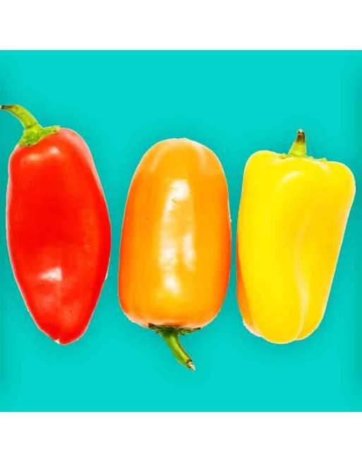 Mini Baby Sweet Pepper - 3 Colors - Red, Yellow, and Orange Pepper Seeds, Snacking Pepper, Sandwich Pepper - [ Shop Canadian See