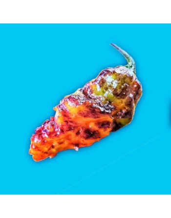 Black Panther Ghost Pepper, Neyde Pepper of Brazil,  Pepper Seeds - [ Shop Canadian Seeds Online ]  - Pepper Seeds - 