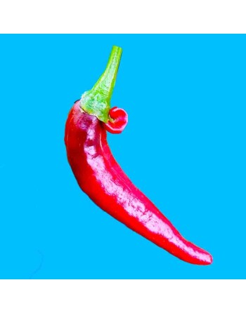 Martinez Red Chimayo Mexican Pepper, Pueblo Indians, Spice & Sweet - [ Shop Canadian Seeds Online ]  - Pepper Seeds - 