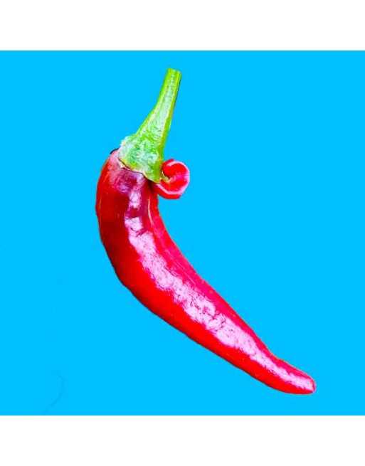 Martinez Red Chimayo Mexican Pepper, Pueblo Indians, Spice & Sweet - [ Shop Canadian Seeds Online ]  - Pepper Seeds - 