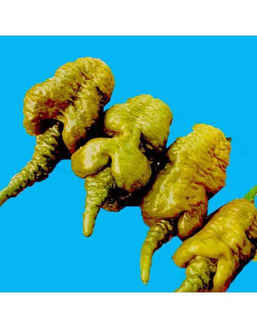 Golden Primotalii, Super Hot, Hybrid, Fatalii and 7 Pot Primo,  Pepper Seeds - [ Seed2Go.ca ] - [Seed Packets] - Pepper Seeds - 