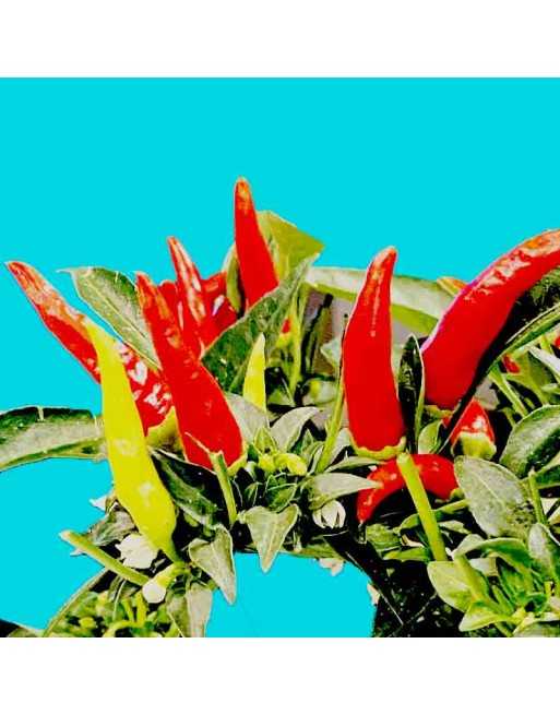 Japanese Santaka Asian Cuisine Pepper, Hot Pepper - [ Shop Canadian Seeds Online ]  - Pepper Seeds - 