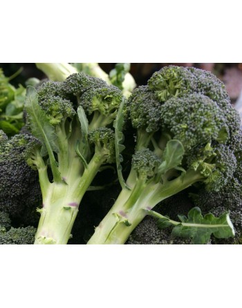 Broccoli of Calabria, Ramoso Calabrese, Cavolo Broccolo, Broccoli Seeds - [ Shop Canadian Seeds Online ]  - Broccoli - 