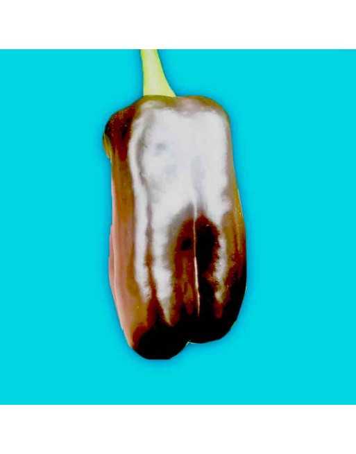 D'asti Chocolate Beauty Bell Pepper, Elongated Sweet Pepper Seeds - [ Shop Canadian Seeds Online ]  - Pepper Seeds - 