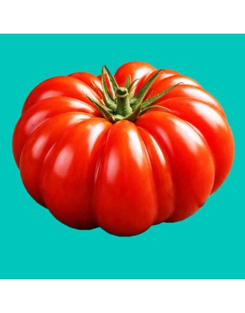 Costoluto Genovese Tomato Seeds, Intense Italian Original - [ Seed2Go.ca ] - [Seed Packets] - Tomato Seeds - 