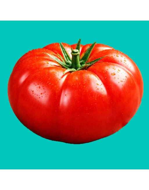 Big Beef F1, Slicing Tomato, Italian Beefsteak Tomato Seeds - [ Seed2Go.ca ] - [Seed Packets] - Tomato Seeds - 