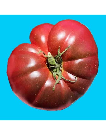 Cherokee Purple Heirloom Tomato Seeds, Native Indian