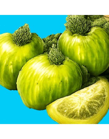 Green Zebra Tomato Seeds, Globe, Organic - [ Shop Canadian Seeds Online ]  - Tomato Seeds - 