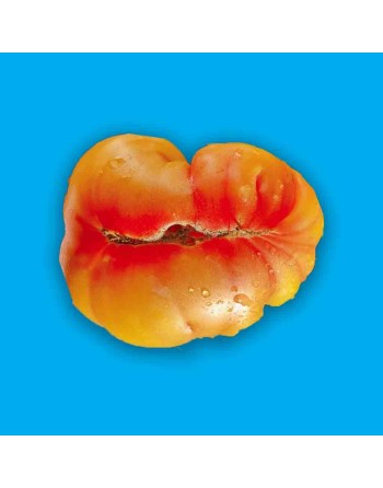Big Rainbow, Heirloom Beefsteak Tomato Seeds, German - [ Shop Canadian Seeds Online ]  - Tomato Seeds - 
