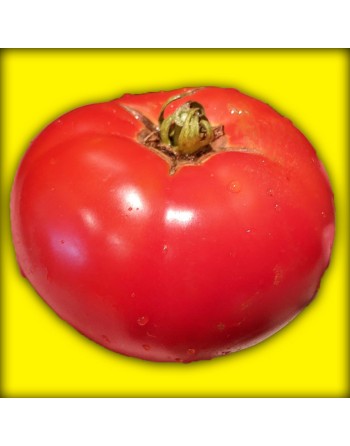 Celebrity Tomato, AAS Winner, Bush Type, Tomato Seeds - [ Seed2Go.ca ] - [Seed Packets] - Tomato Seeds - 