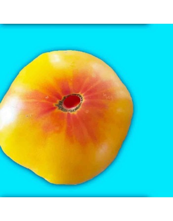 Chefs Choice Orange F1 Tomato Seeds, Orange Beefsteak - [ Shop Canadian Seeds Online ]  - Tomato Seeds - 