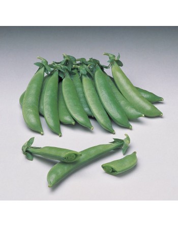 Stringless, Edible, Snow Pea, Southeast Asia - [ SEED2GO.CA] - V-SNP - Bean/Pea
