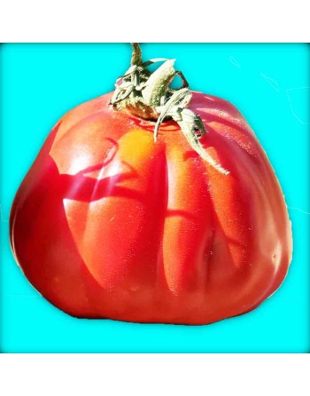 Cesare's Canestrino di Lucca, Organic, Ribbed/Beefsteak Tomato Seeds - [ Seed2Go.ca ] - [Seed Packets] - Tomato Seeds - 