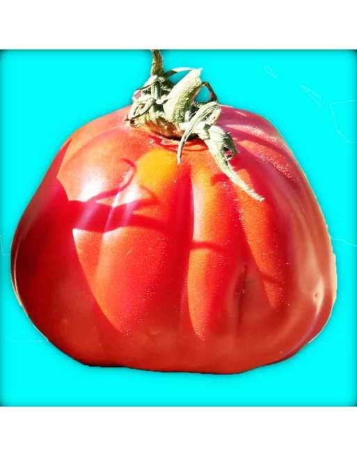 Cesare's Canestrino di Lucca, Organic, Ribbed/Beefsteak Tomato Seeds - [ Seed2Go.ca ] - [Seed Packets] - Tomato Seeds - 