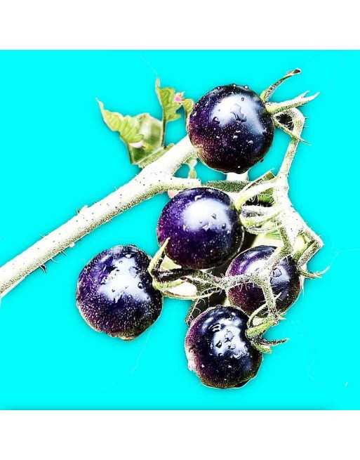 Midnight Snack, Blue Cherry Tomato Seeds, AAS Winner - [ Seed2Go.ca ] - [Seed Packets] - Tomato Seeds - 